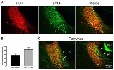 Locus Coeruleus Optogenetic Light Activation Induces Long-Term Potentiation of Perforant Path Population Spike Amplitude in Rat Dentate Gyrus